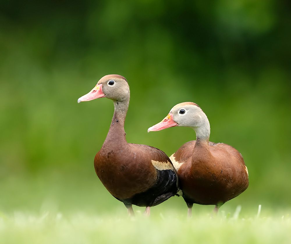 Black-Bellied Whistling Duck - Чернобрюхая свистящая Утка