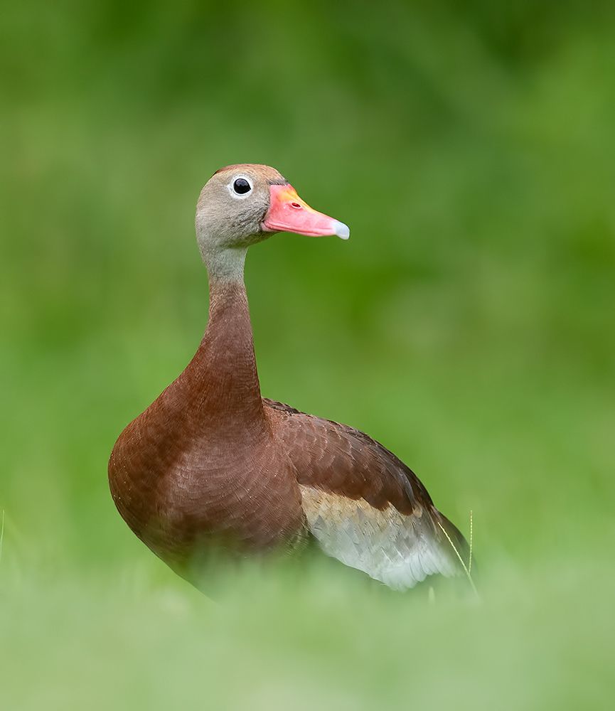 Black-Bellied Whistling Duck - Чернобрюхая свистящая Утка