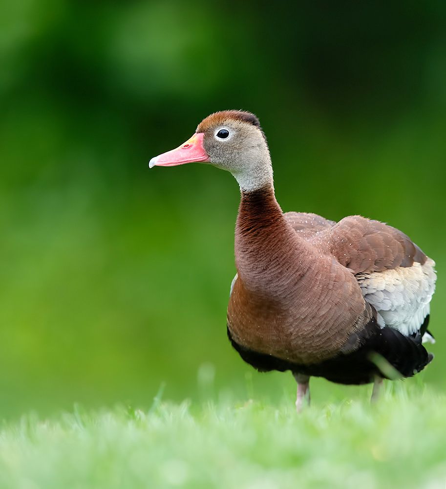 Black-Bellied Whistling Duck - Чернобрюхая свистящая Утка