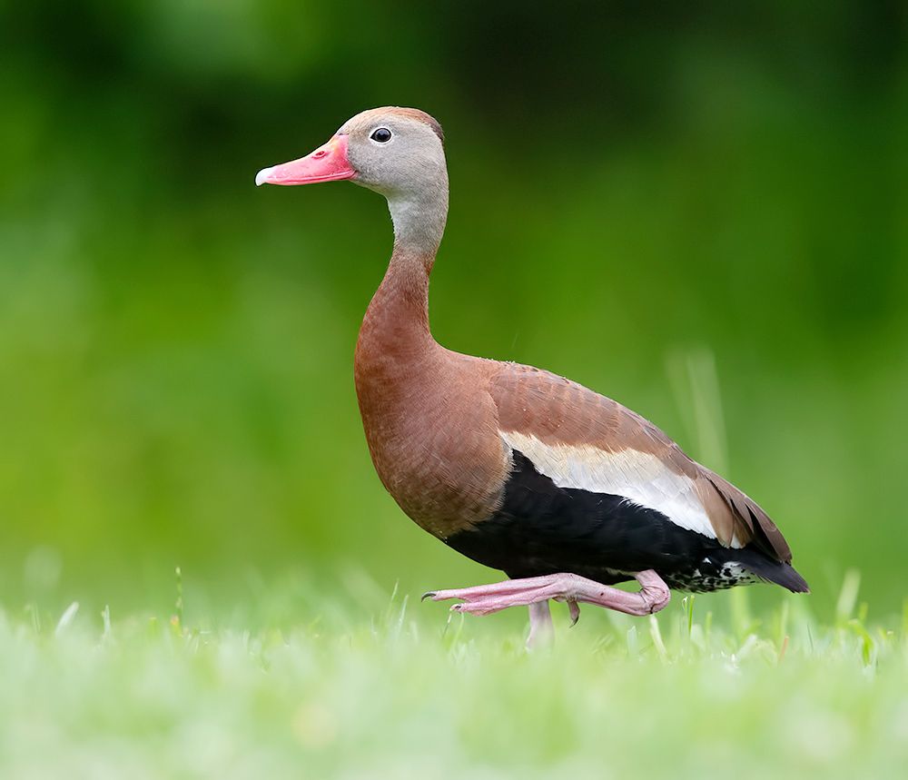 Black-Bellied Whistling Duck - Чернобрюхая свистящая Утка