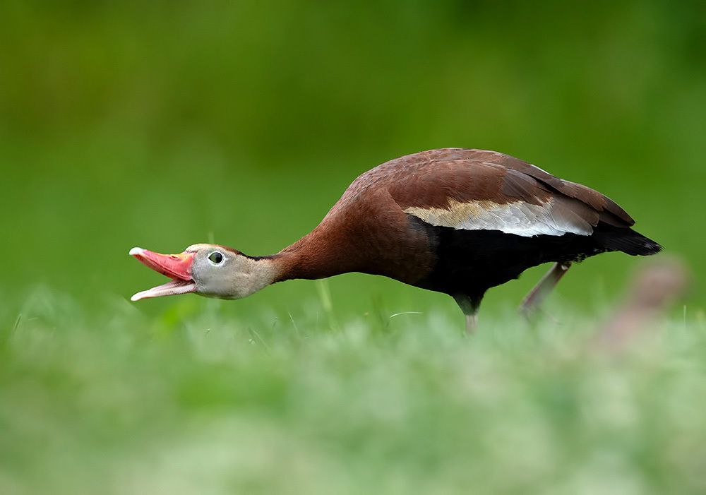 Black-Bellied Whistling Duck - Чернобрюхая свистящая Утка