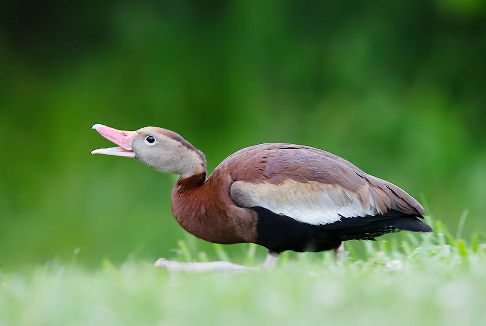 Black-Bellied Whistling Duck - Чернобрюхая свистящая Утка