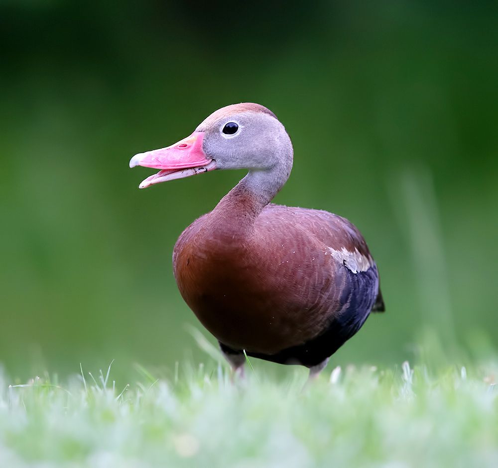 Black-Bellied Whistling Duck - Чернобрюхая свистящая Утка