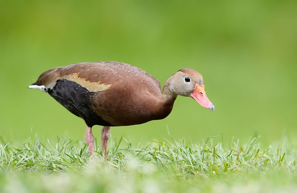 Black-Bellied Whistling Duck - Чернобрюхая свистящая Утка