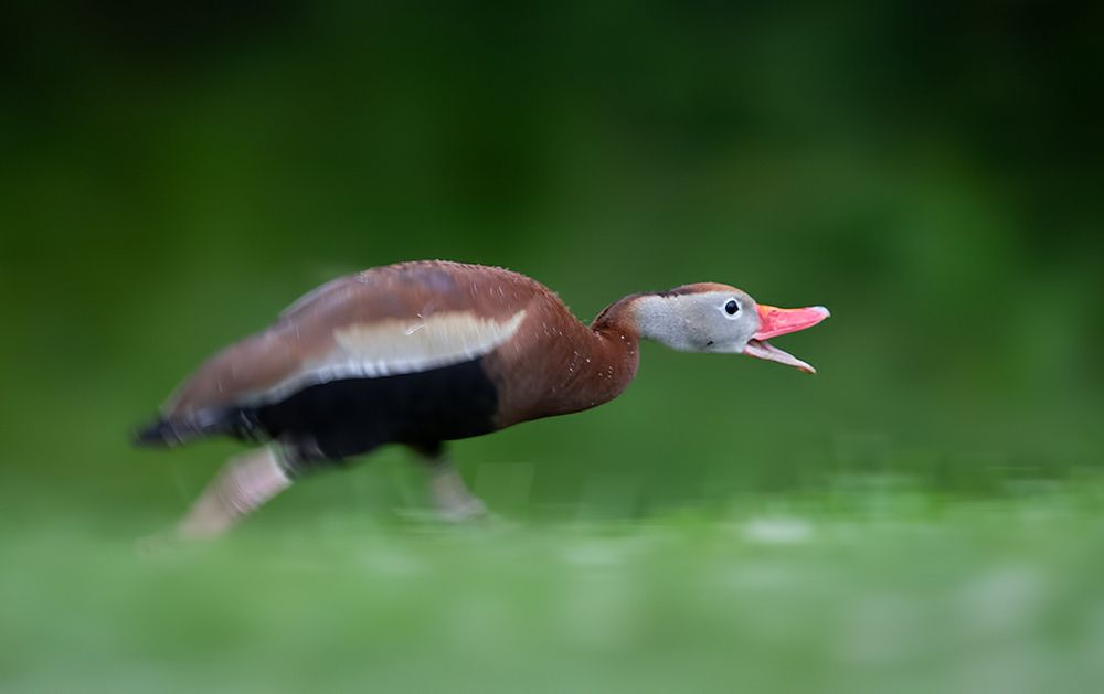 Black-Bellied Whistling Duck - Чернобрюхая свистящая Утка