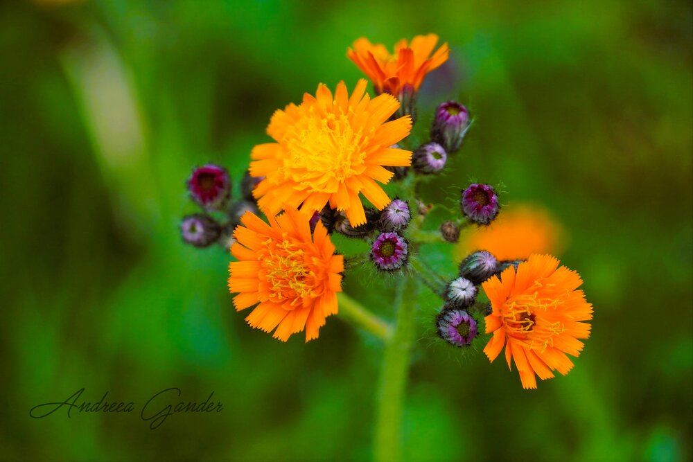 Nature Spirit