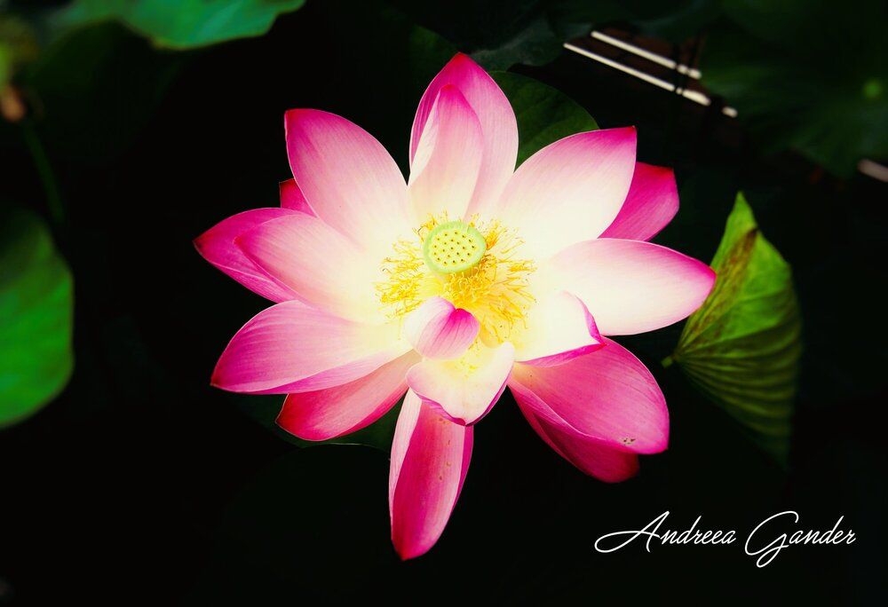Nature Spirit