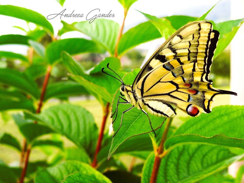 Nature Spirit