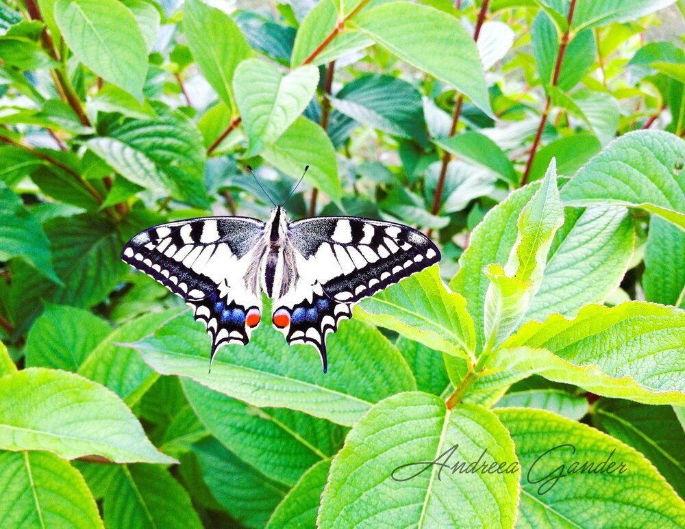 Nature Spirit