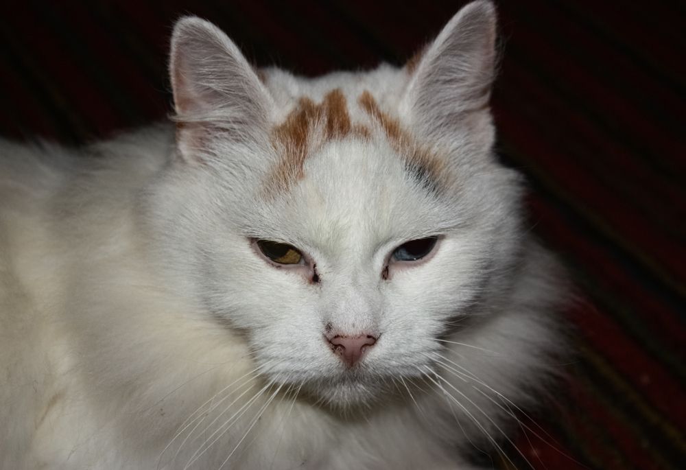 Photo 29952296