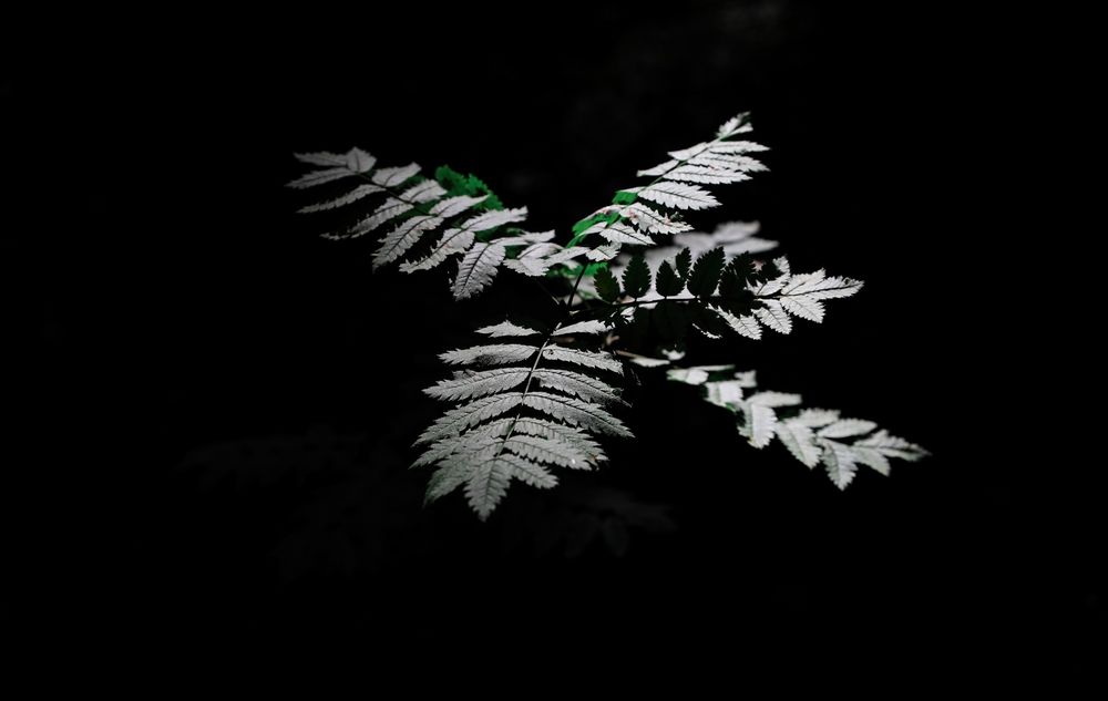 Photo 29952301