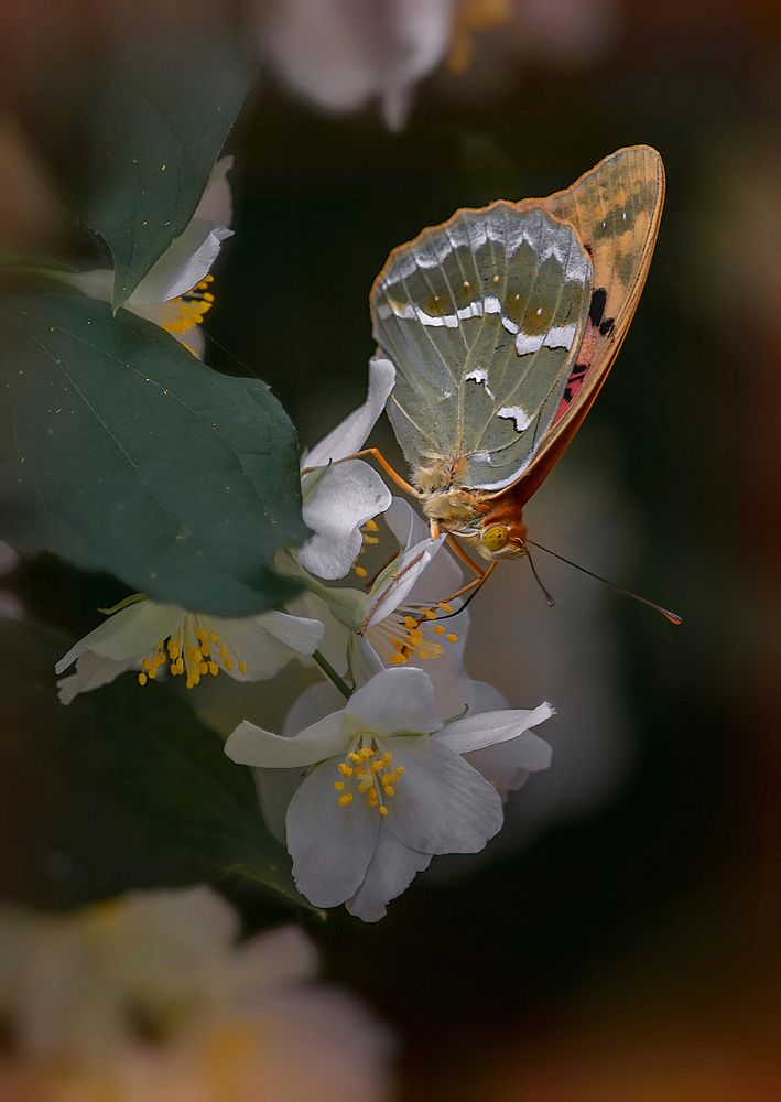 Photo 29952333