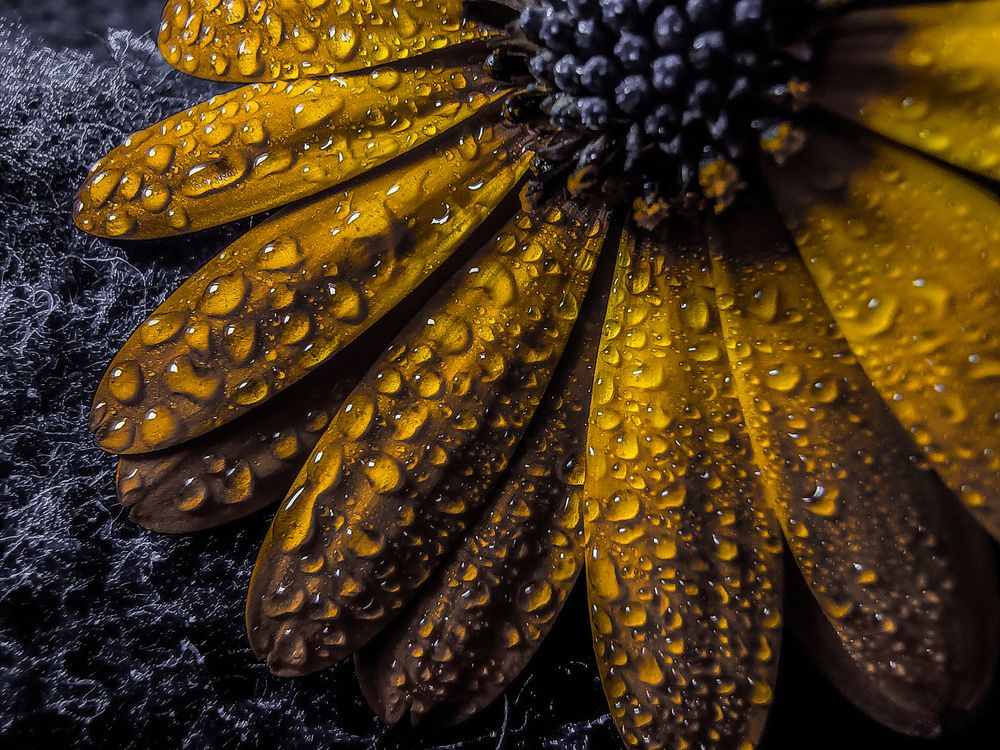 Photography of flowers and still life