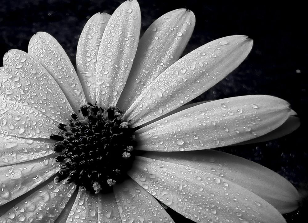 Photography of flowers and still life