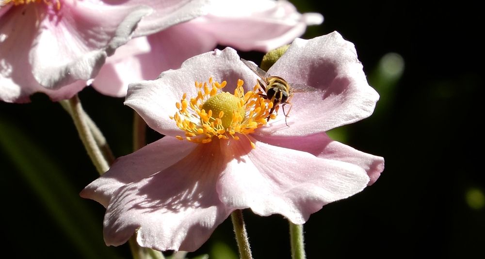 Photo 29952375