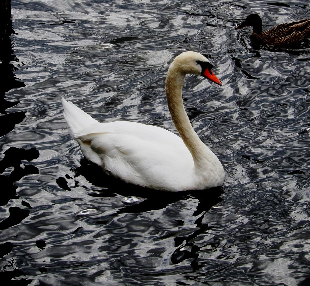 Photo 29952379