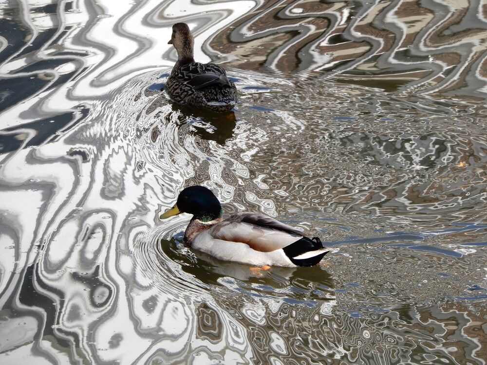 Photo 29952380