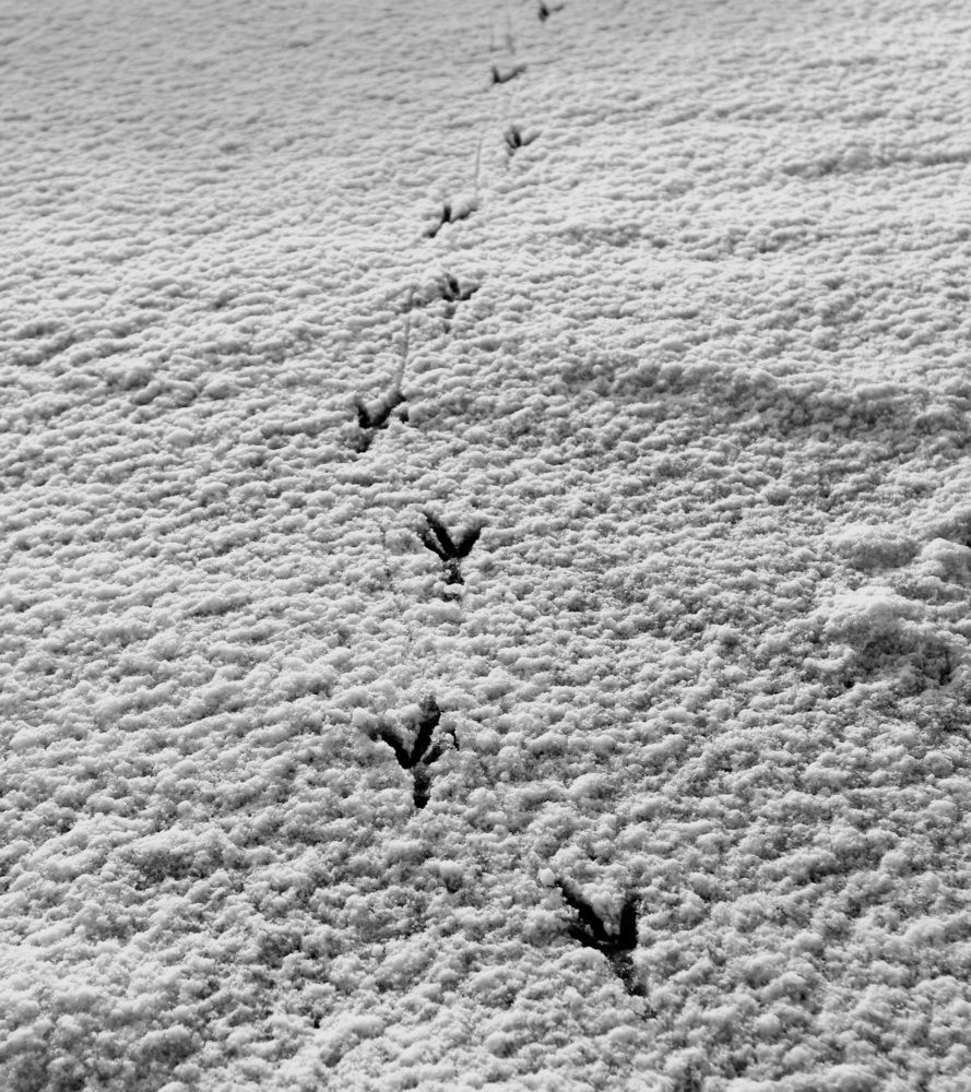 Photo 29952385