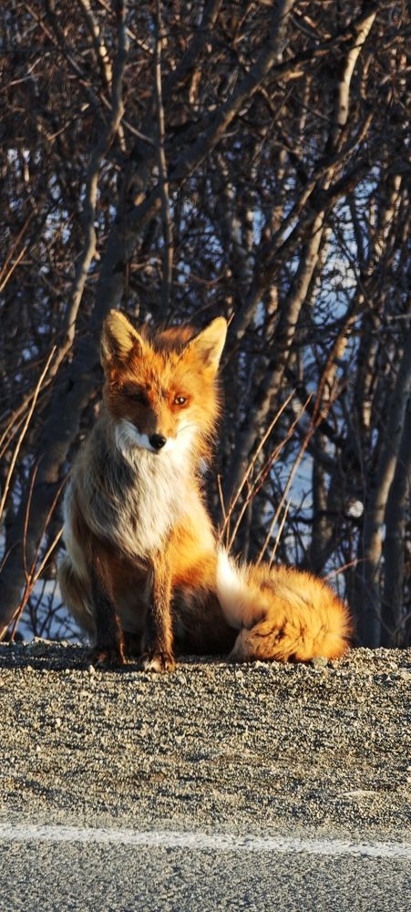 Природа животные