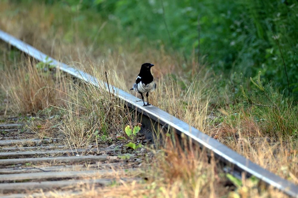 Photo 29952741