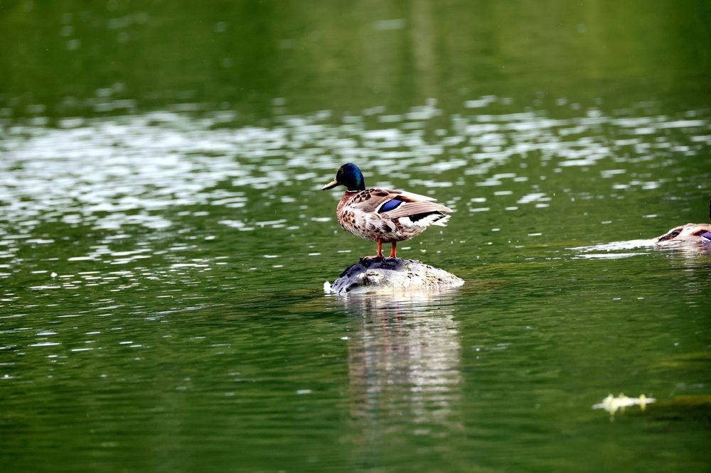 Photo 29952745
