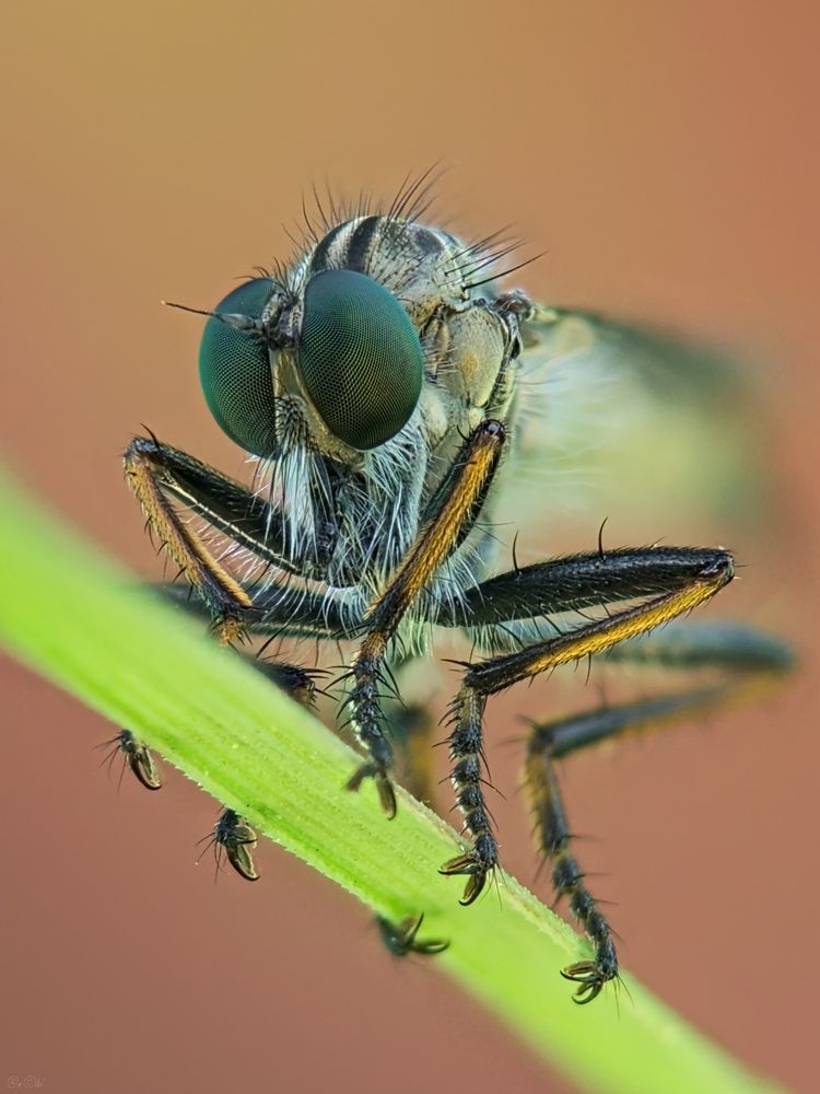 eye-fly#2