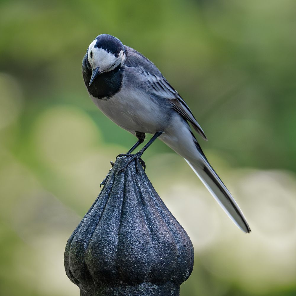 Photo 29953115