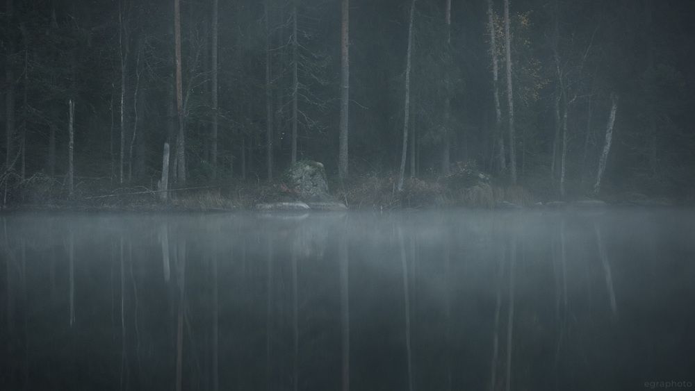 Ленинградская область - выборгский лес Карельского перешейка