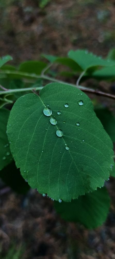 Photo 29953636
