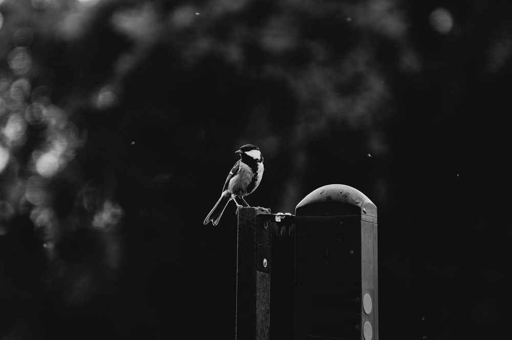 Photo 29953848