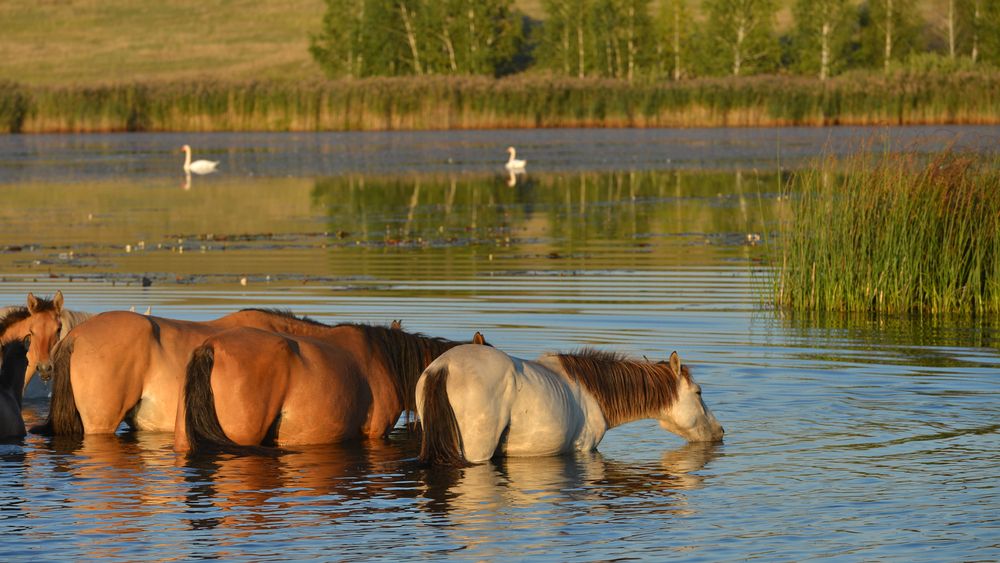 Photo 29954098