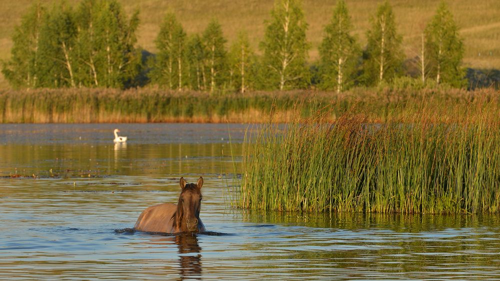 Photo 29954105