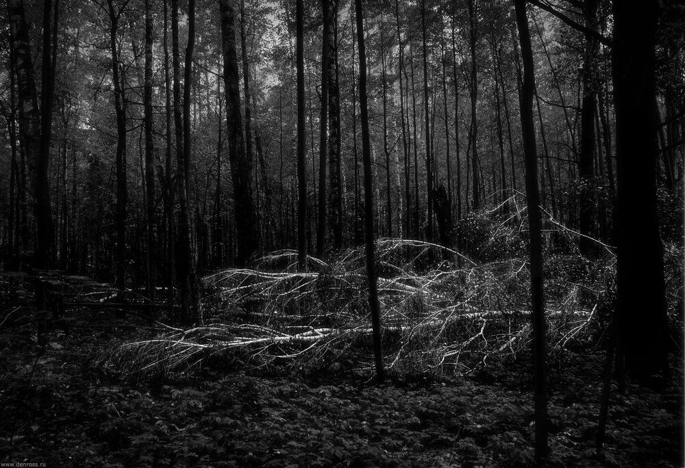 Photo 29954241