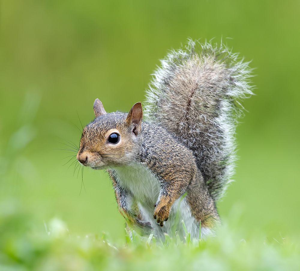 Gray squirrel - Каролинская белка