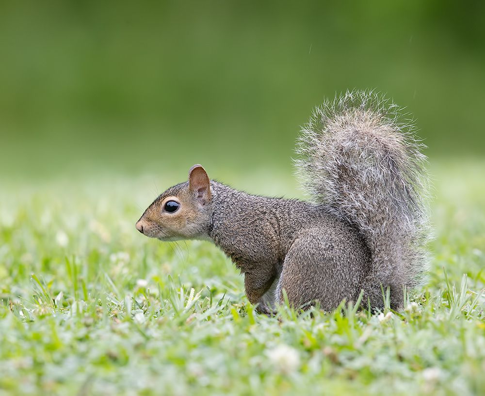 Gray squirrel - Каролинская белка