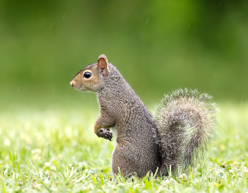 Gray squirrel - Каролинская белка