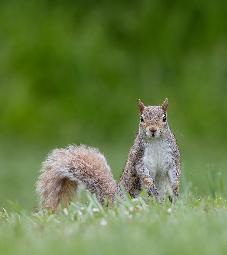Gray squirrel - Каролинская белка