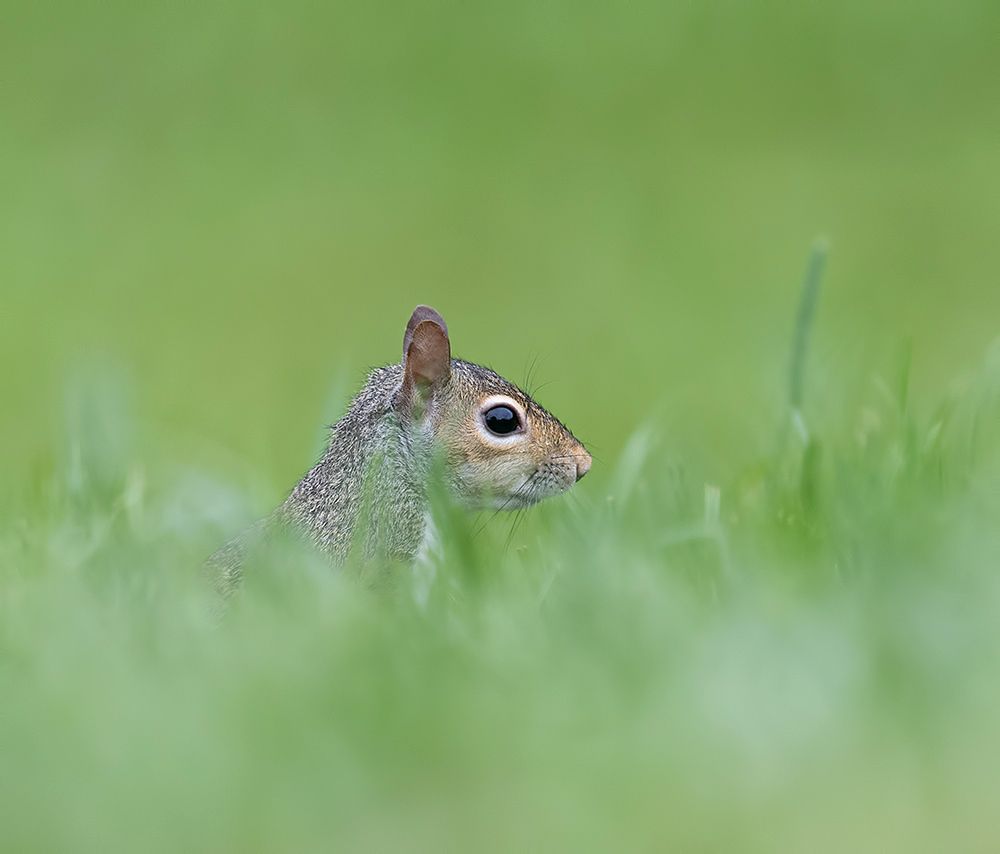 Gray squirrel - Каролинская белка