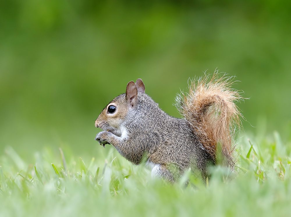 Gray squirrel - Каролинская белка