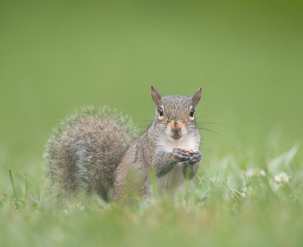 Gray squirrel - Каролинская белка