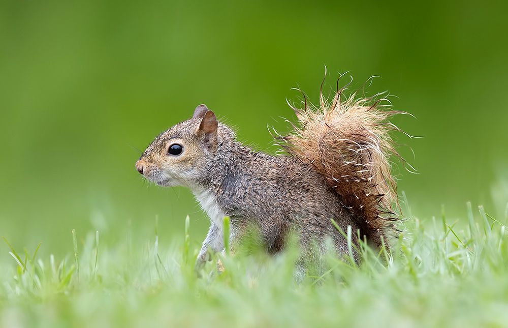 Gray squirrel - Каролинская белка