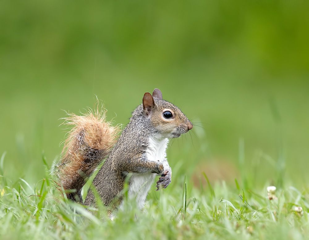 Gray squirrel - Каролинская белка