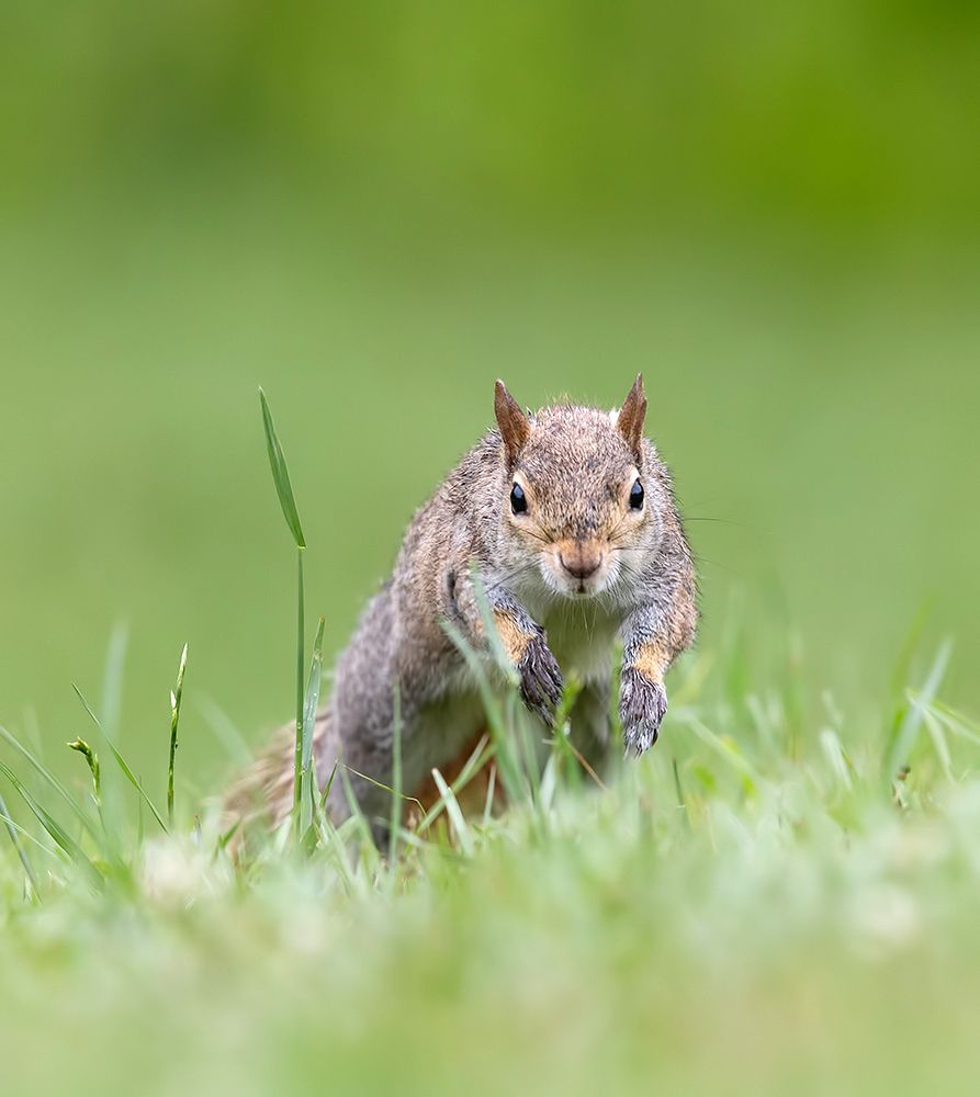 Gray squirrel - Каролинская белка
