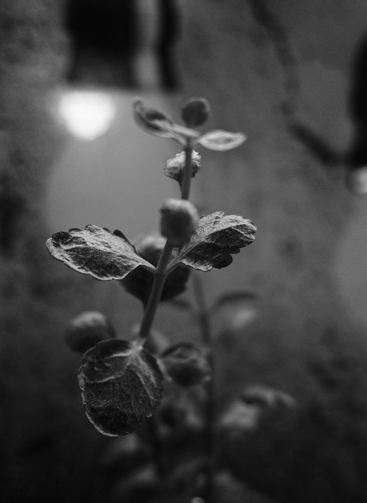 Photo 29954360