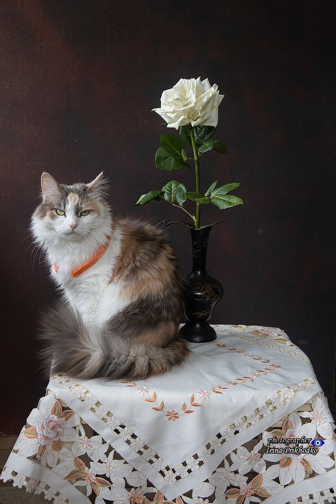 Котопортреты с белой розой
