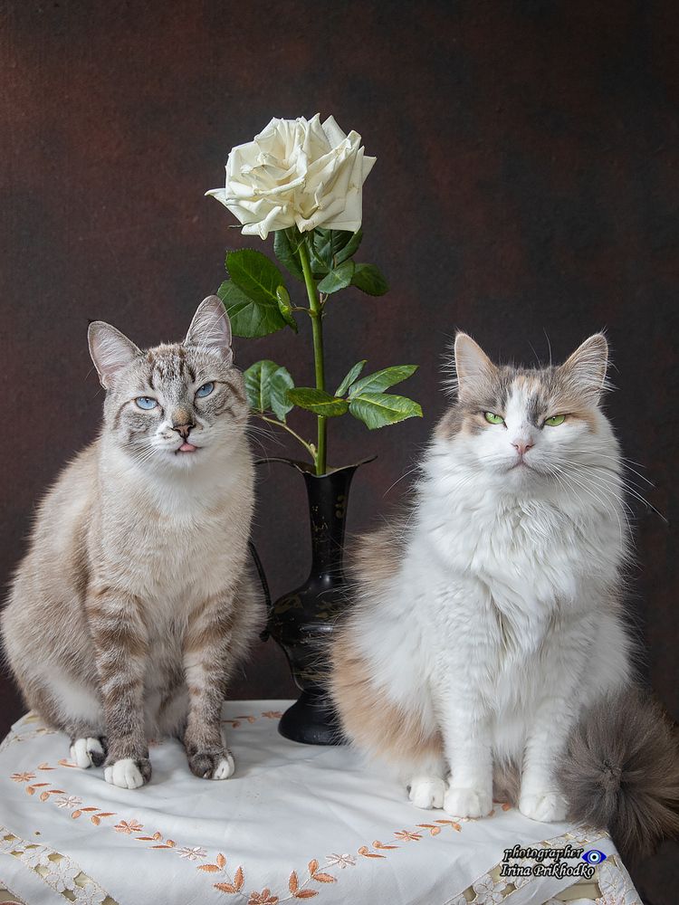 Котопортреты с белой розой