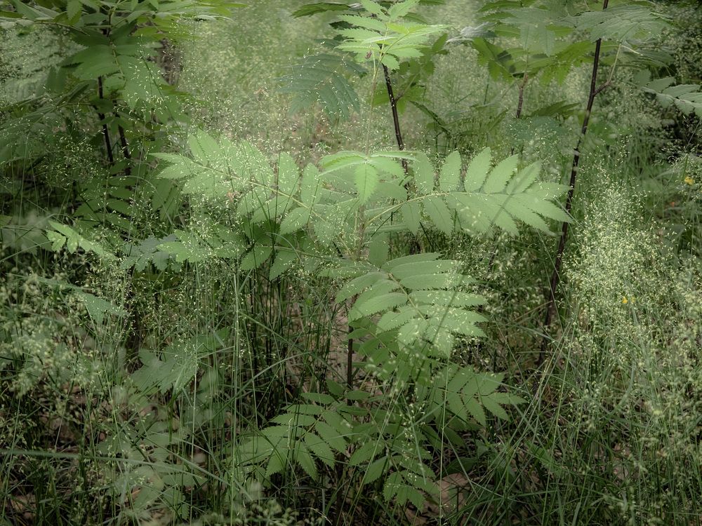Photo 29954655