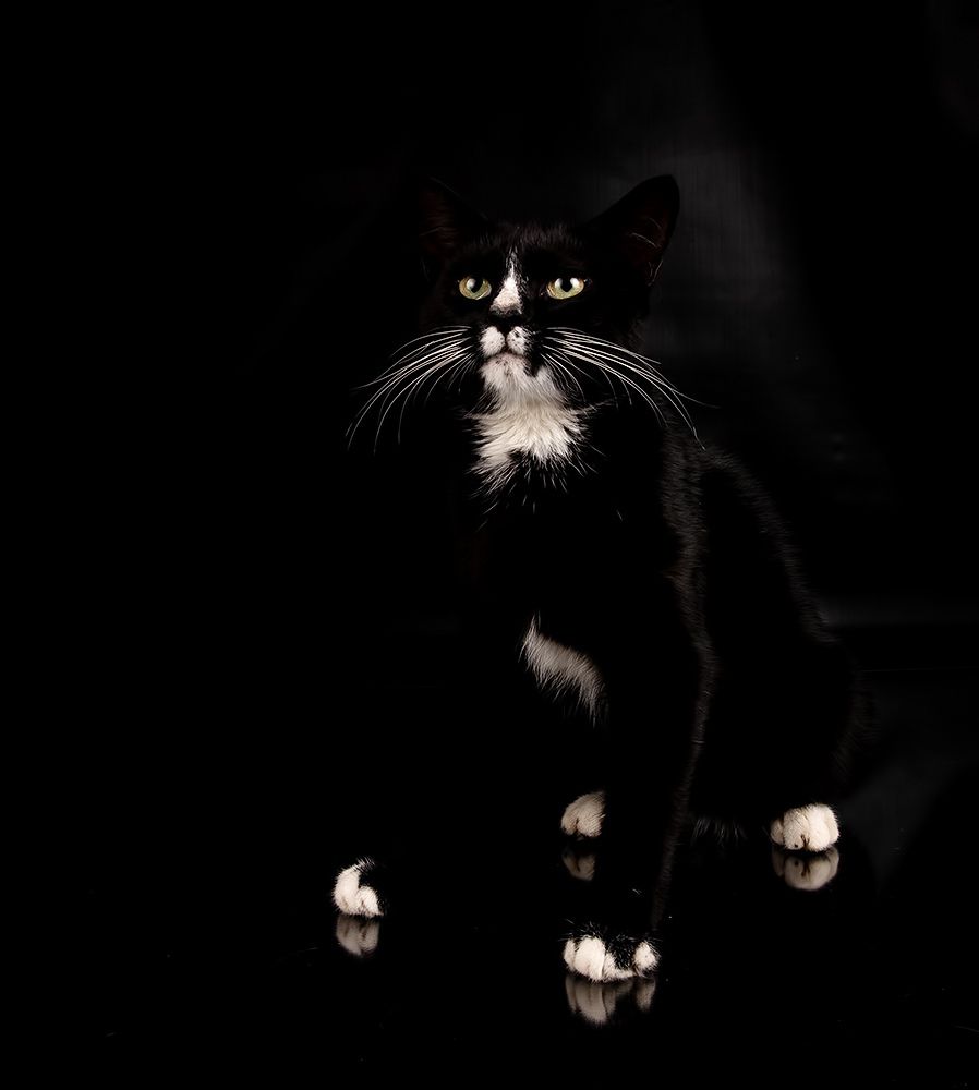 Black Kitten, Timka - Чёрный котенок
