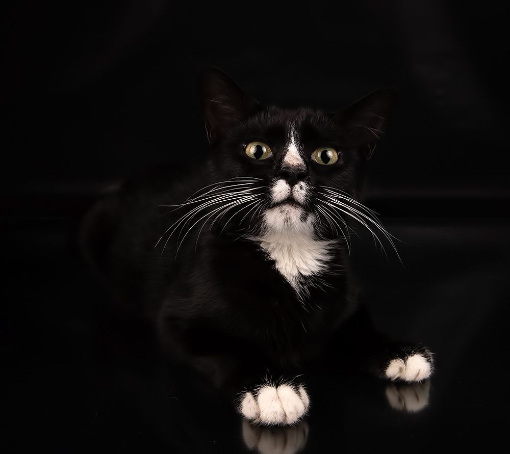 Black Kitten, Timka - Чёрный котенок