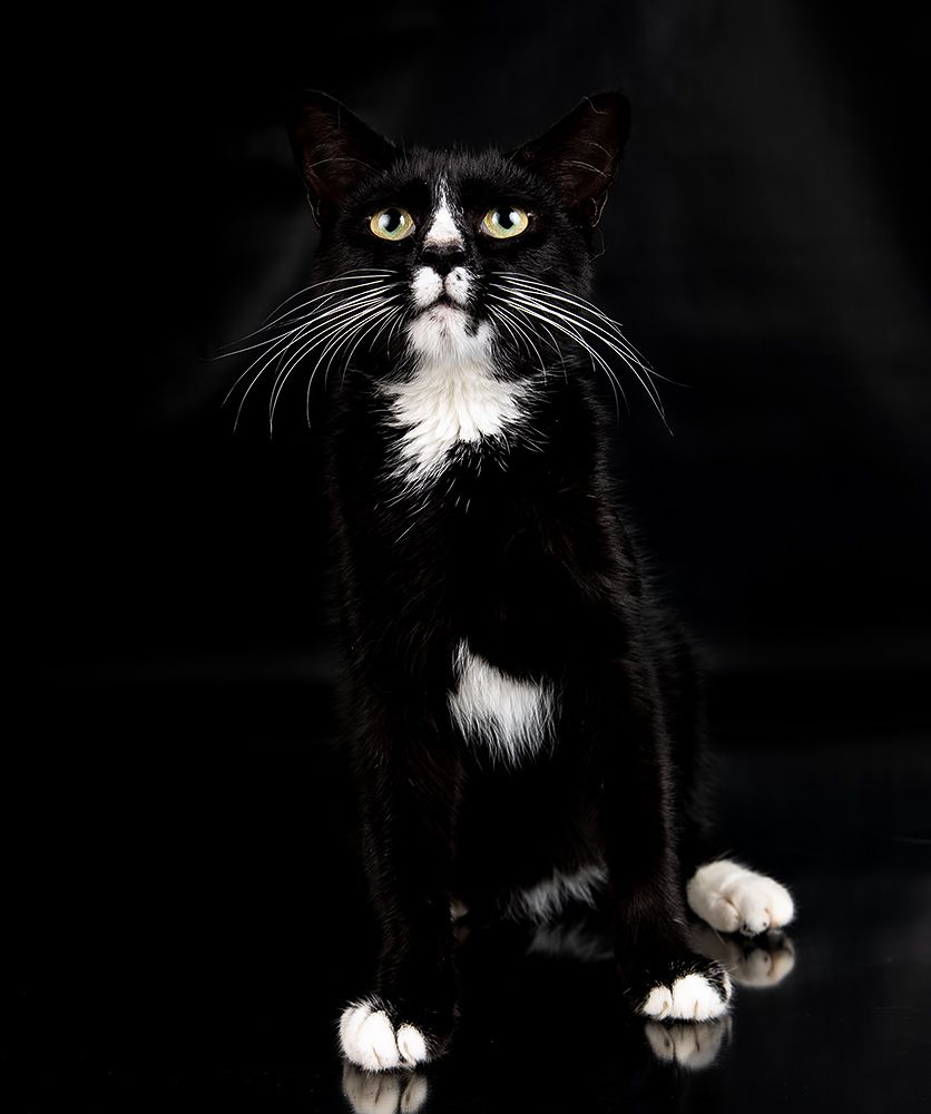 Black Kitten, Timka - Чёрный котенок